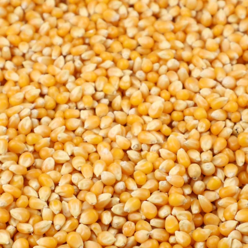 popcorn mais